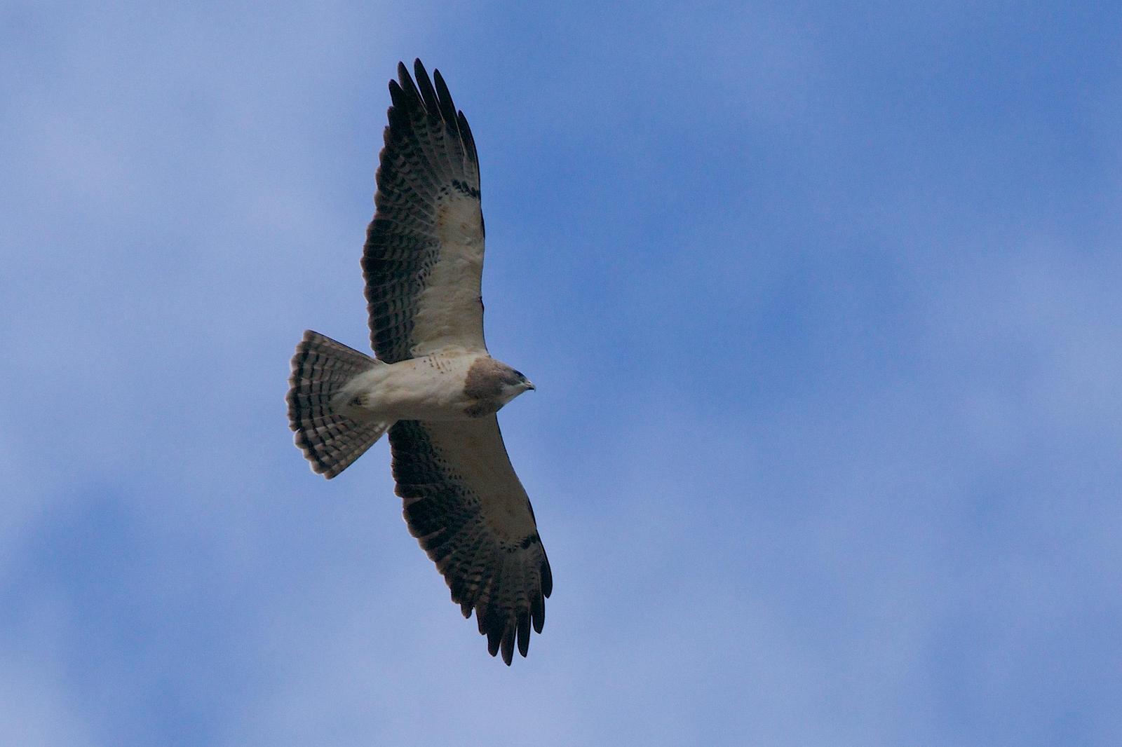 Swainson's Hawk Photo by Gerald Hoekstra
