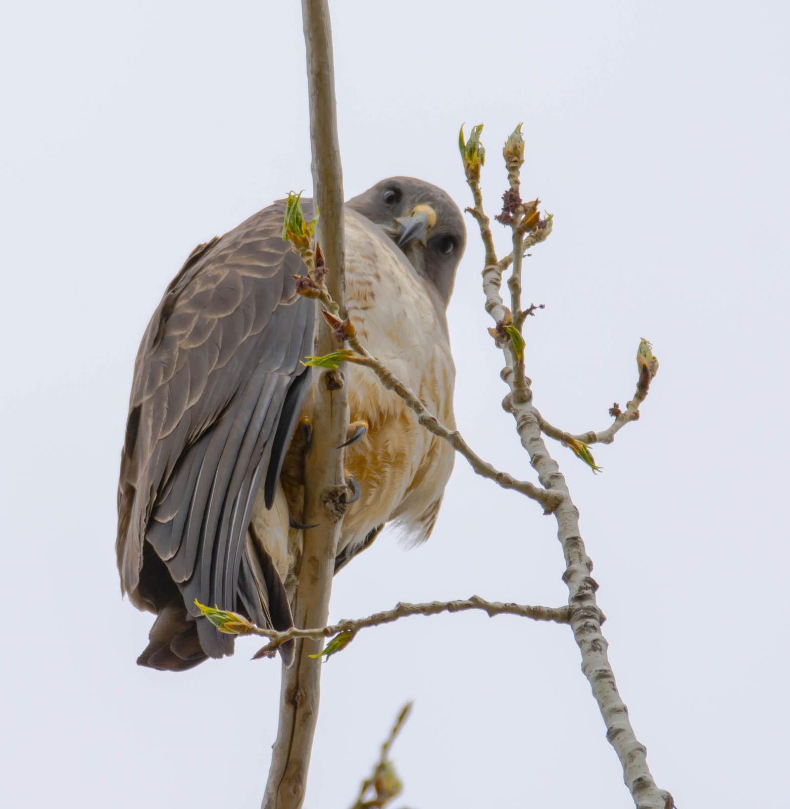 Swainson's Hawk Photo by Karen Prisby