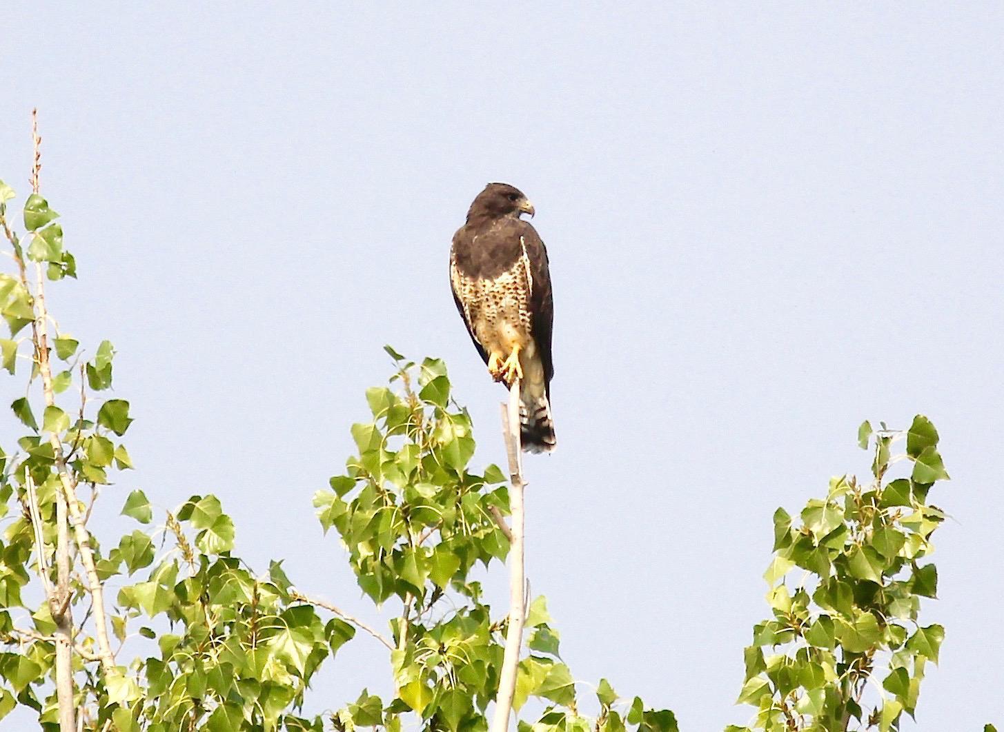 Swainson's Hawk Photo by Kathryn Keith