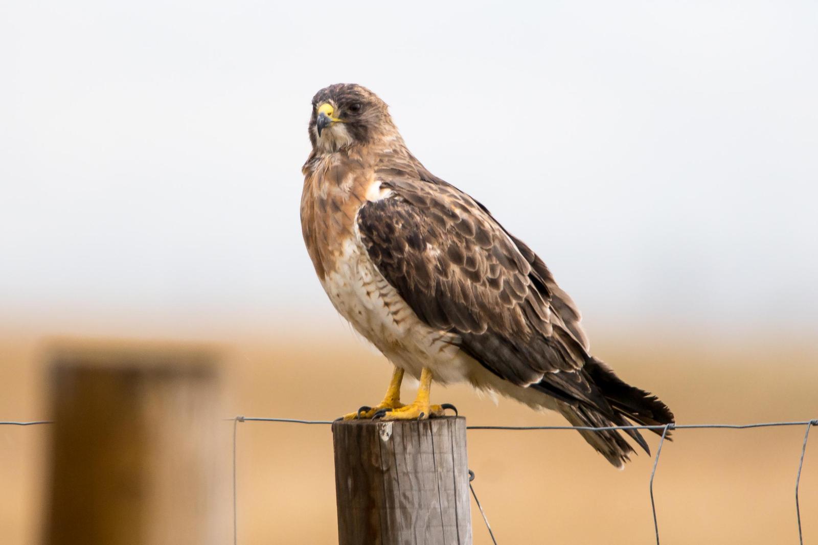 Swainson's Hawk Photo by Gerald Hoekstra