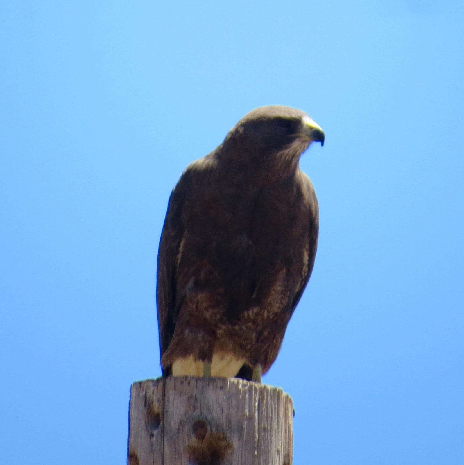 Swainson's Hawk Photo by Don Glasco