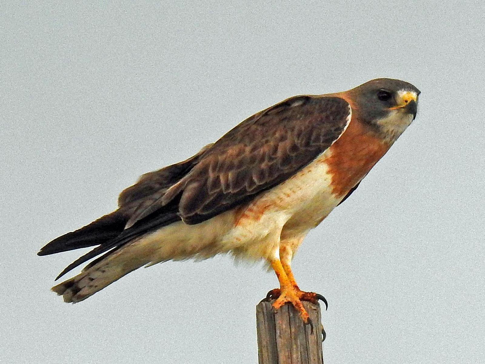 Swainson's Hawk Photo by Tom Gannon