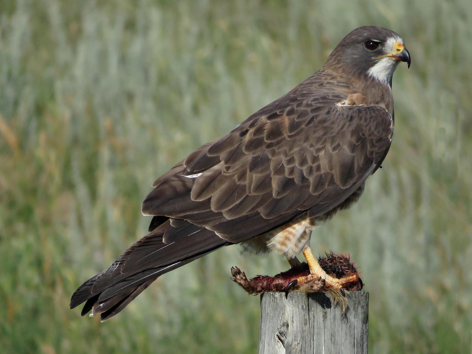Swainson's Hawk Photo by Bob Neugebauer
