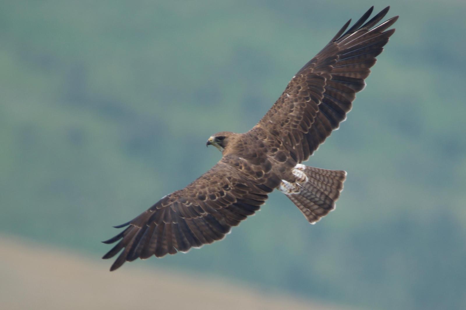 Swainson's Hawk Photo by Ian Jarvie