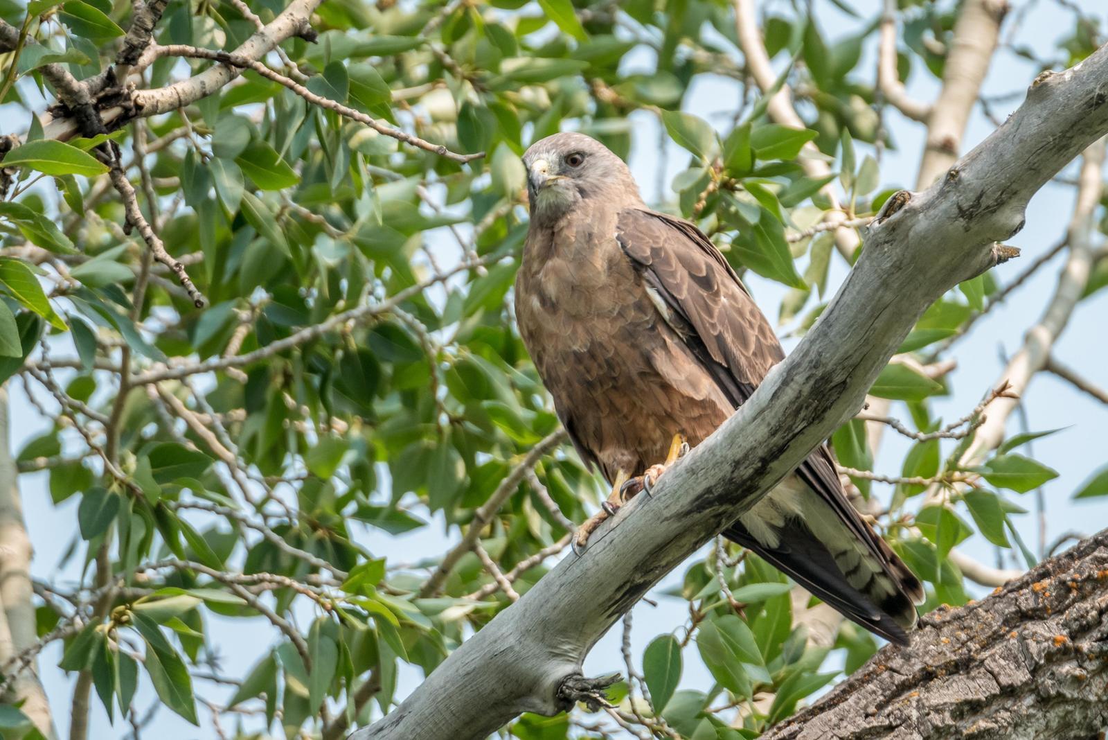 Swainson's Hawk Photo by Layton  Rikkers