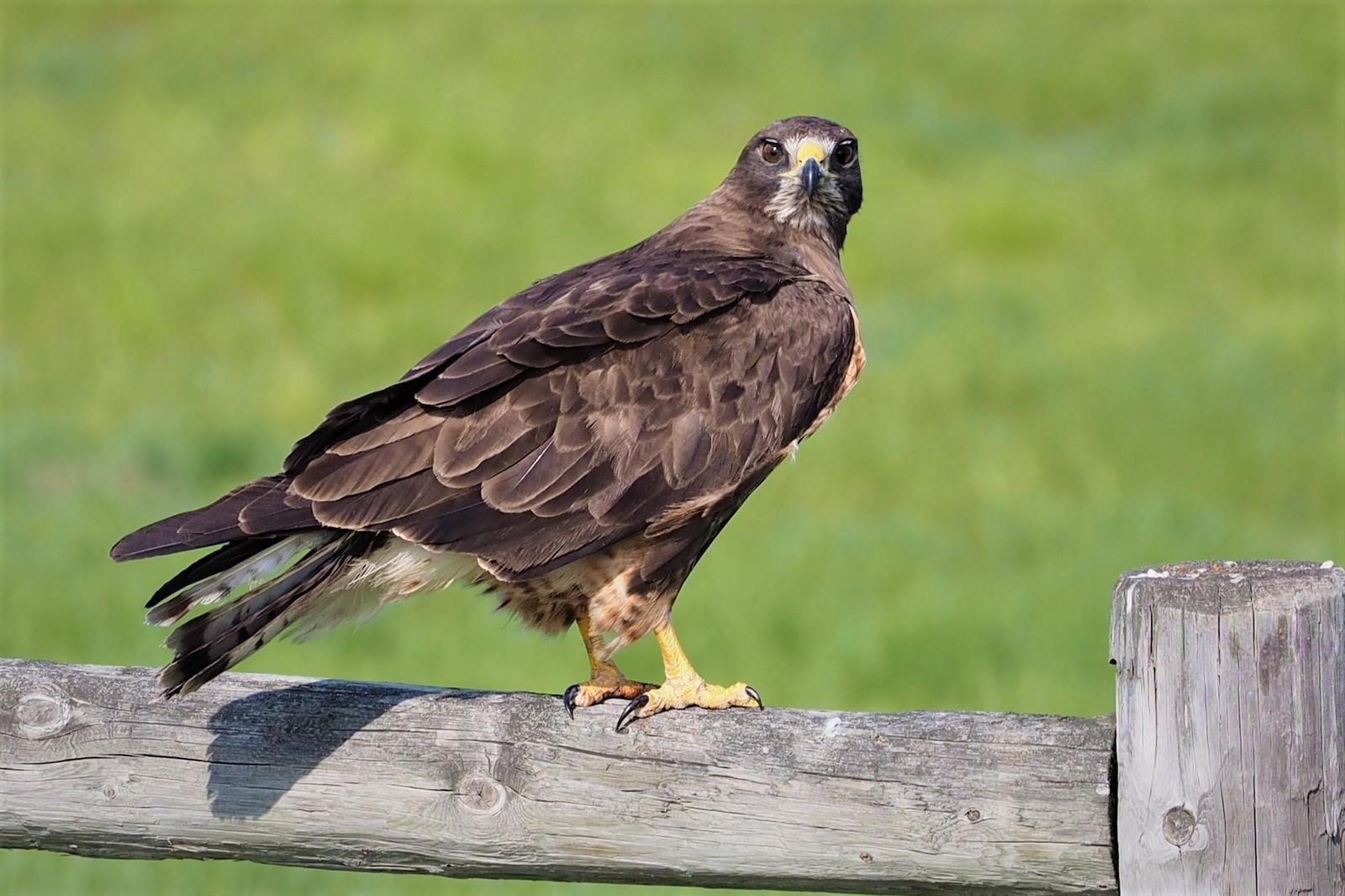 Swainson's Hawk Photo by Colin Hill