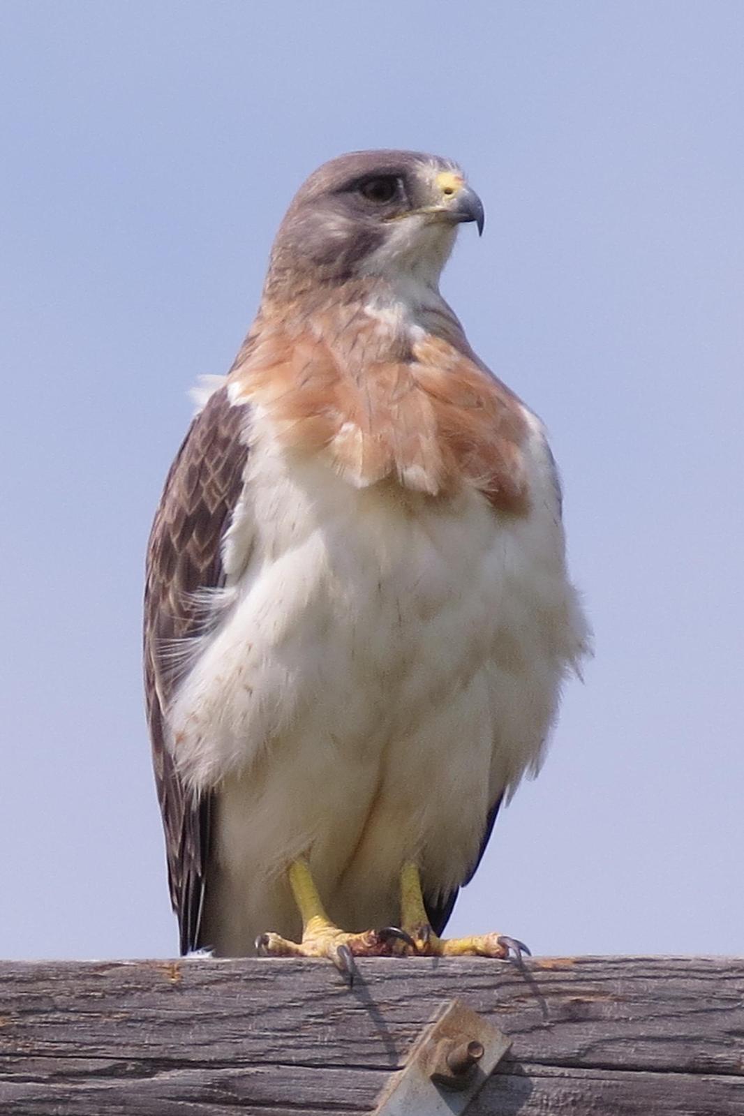 Swainson's Hawk Photo by Enid Bachman