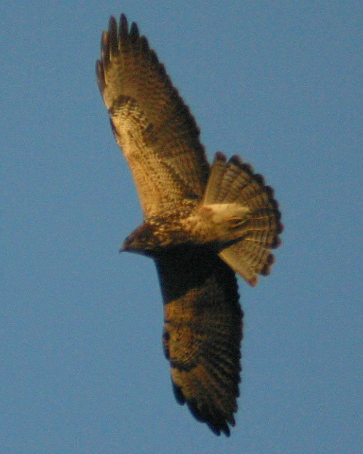 Swainson's Hawk Photo by Kasey Foley