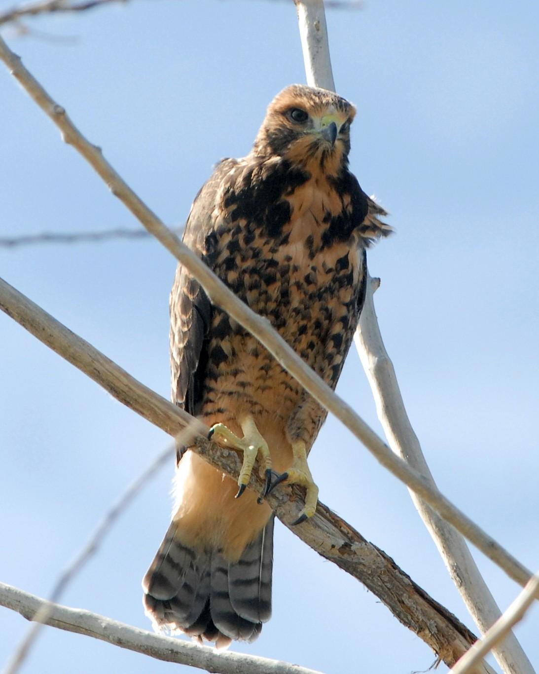 Swainson's Hawk Photo by David Hollie