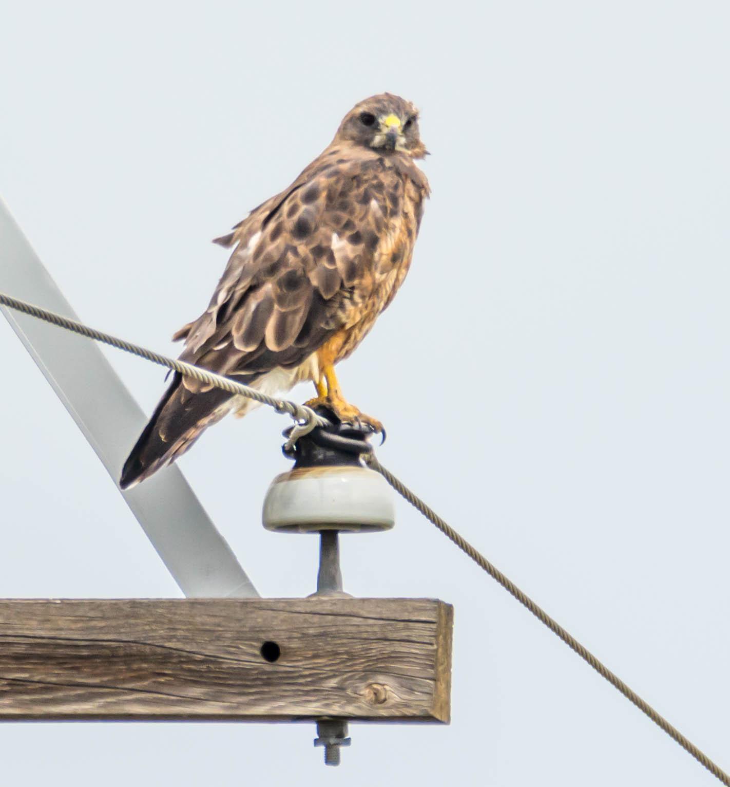Swainson's Hawk Photo by Karen Prisby