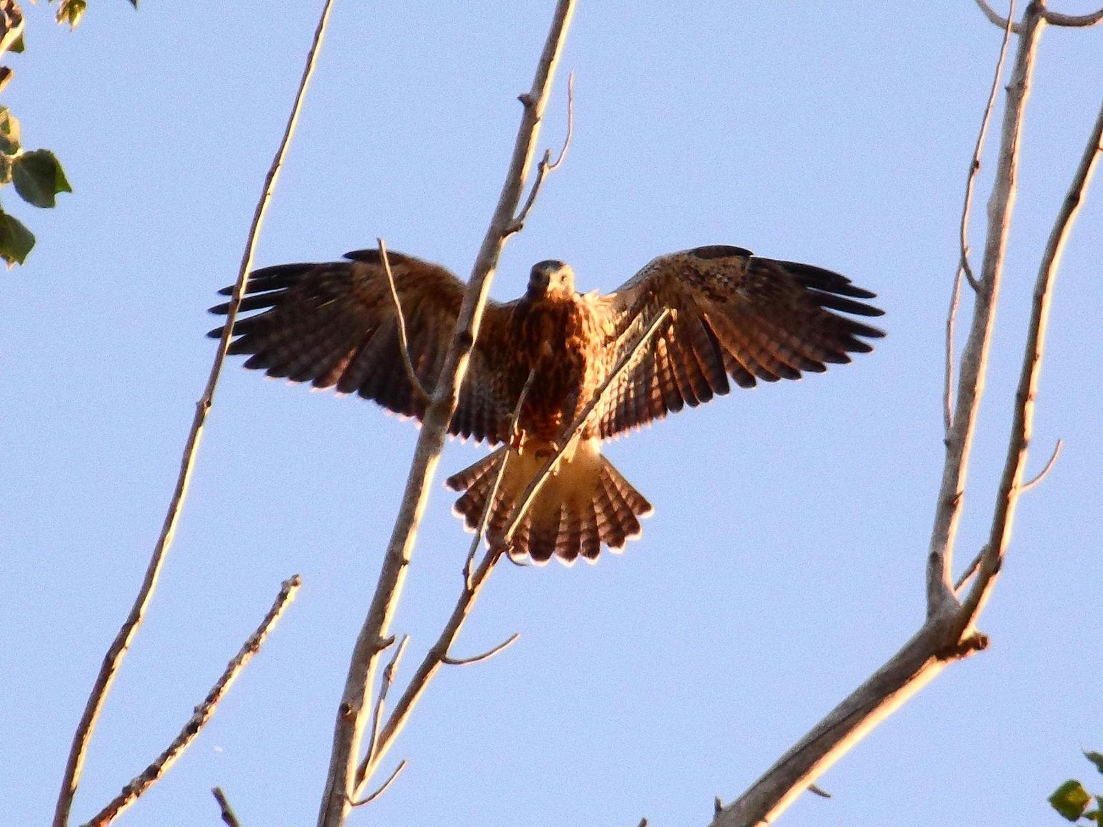 Swainson's Hawk Photo by Theresa McLaughlin