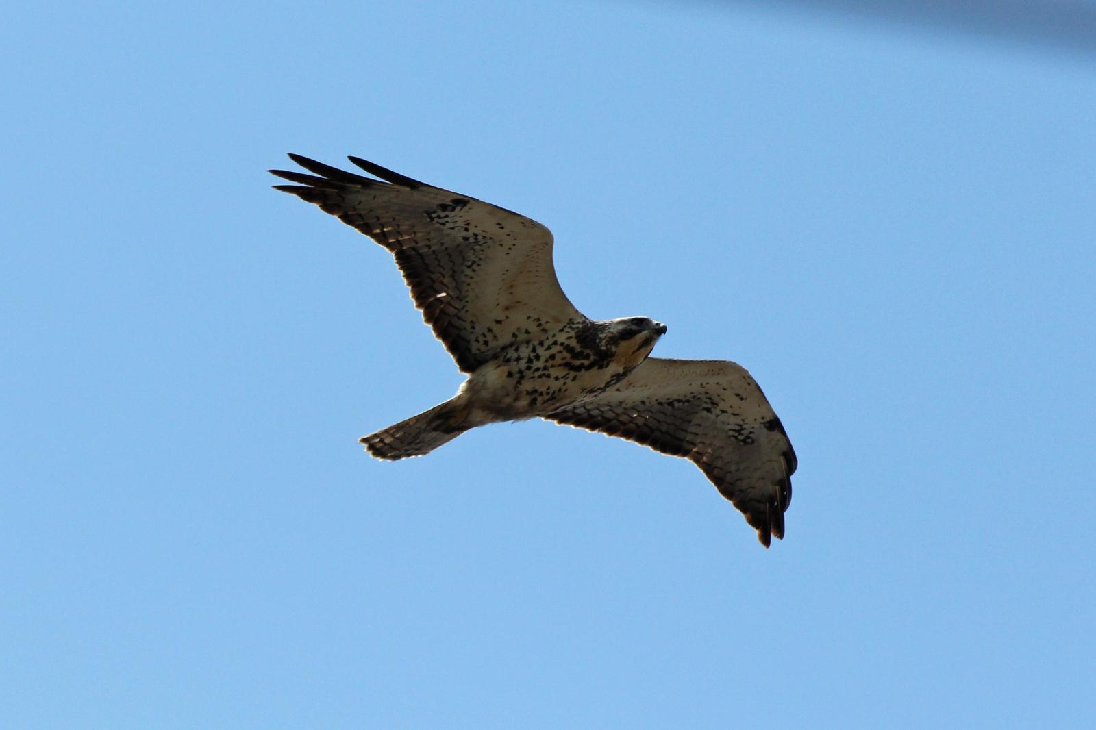 Swainson's Hawk Photo by Kristy Baker
