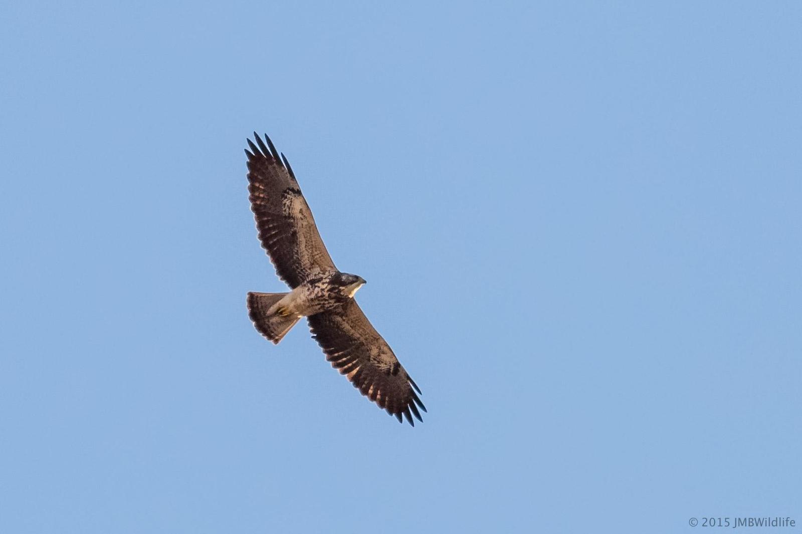 Swainson's Hawk Photo by Jeff Bray