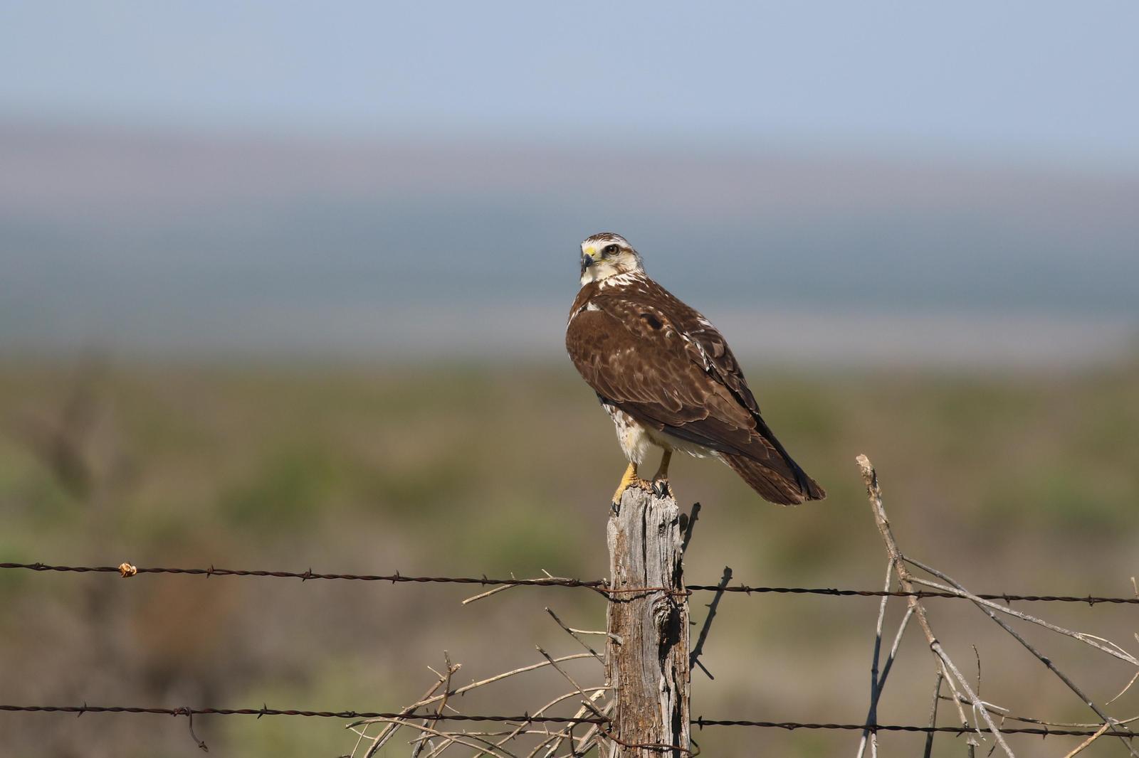 Swainson's Hawk Photo by Tom Ford-Hutchinson