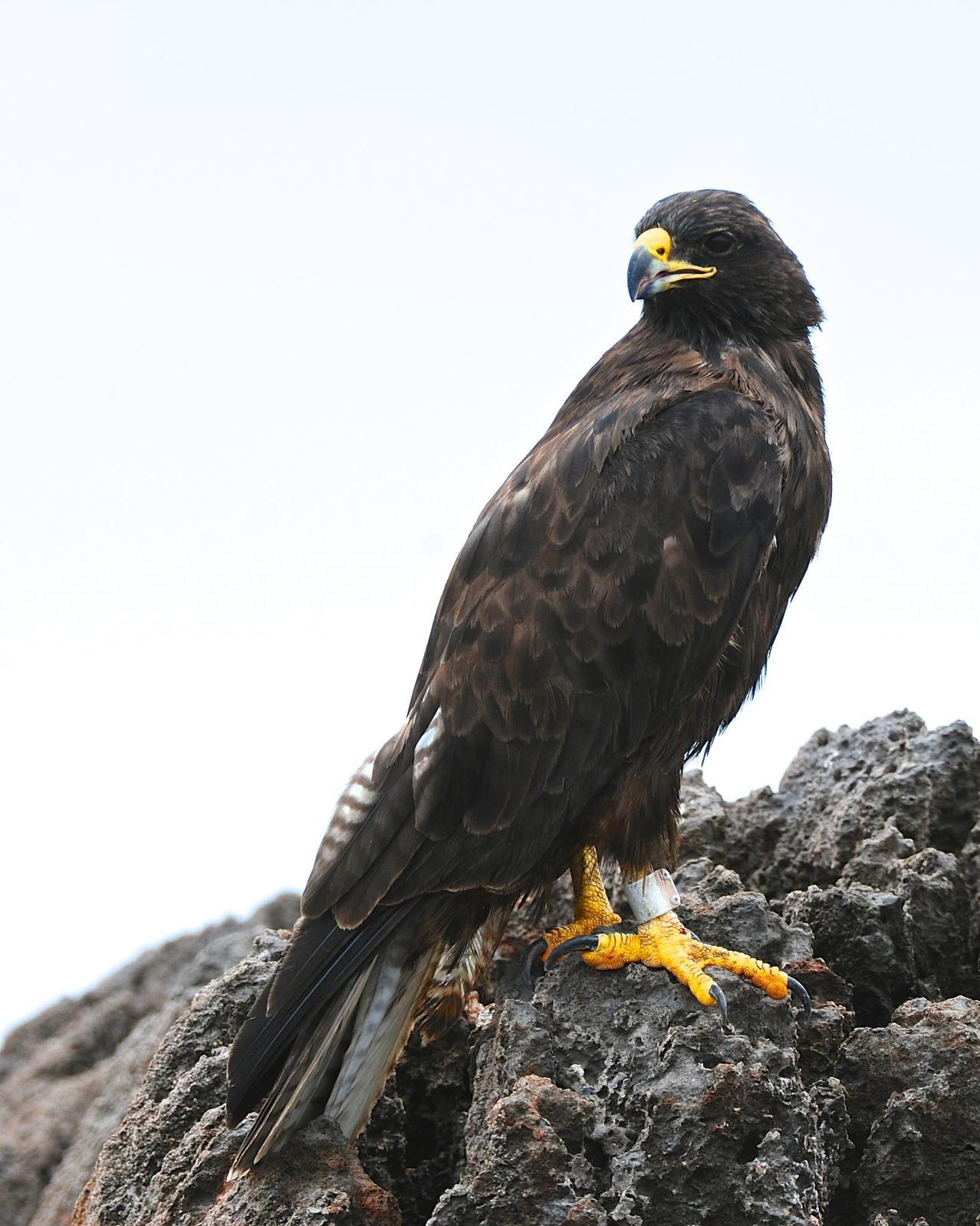 Galapagos Hawk Photo by Gerald Friesen