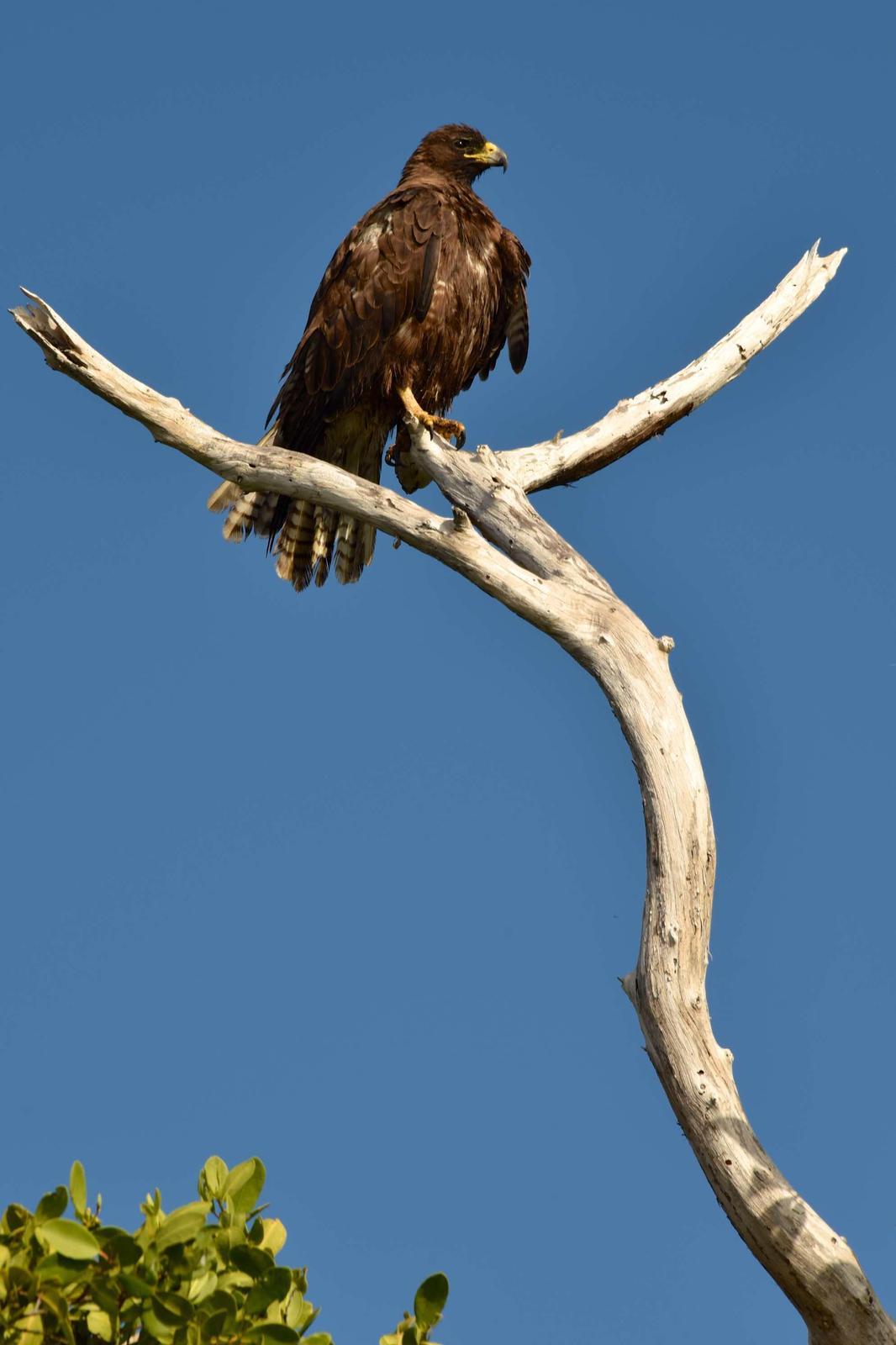 Galapagos Hawk Photo by Andrew Pittman