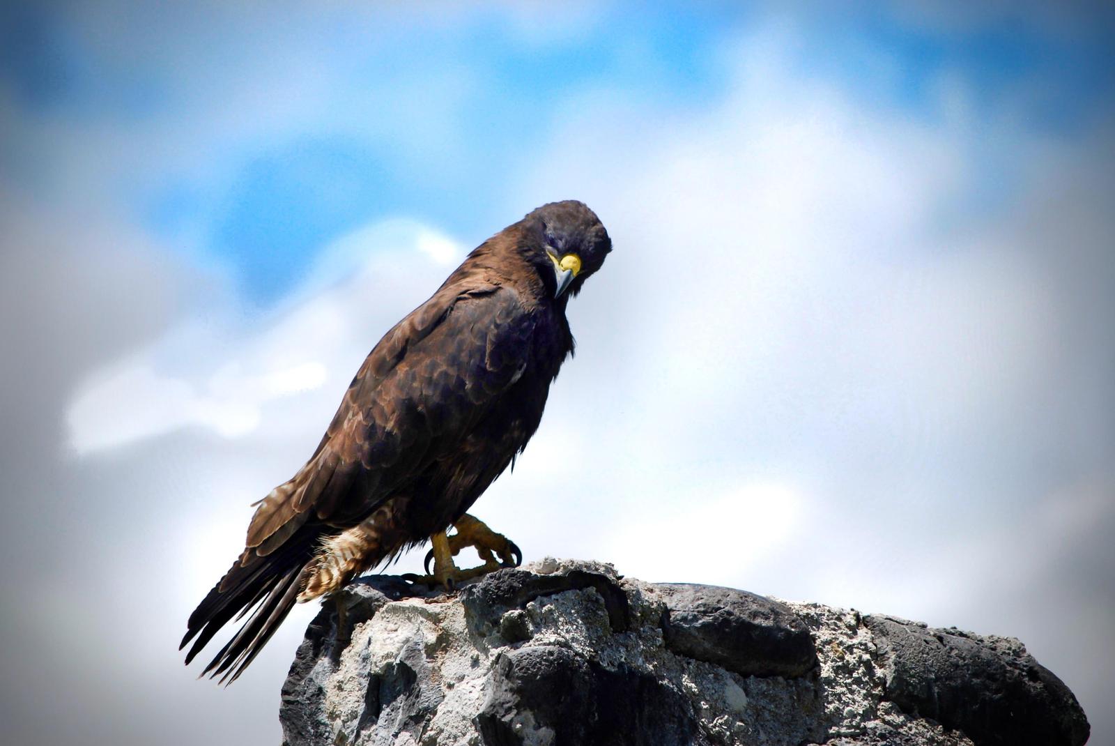 Galapagos Hawk Photo by Olivia Noonan