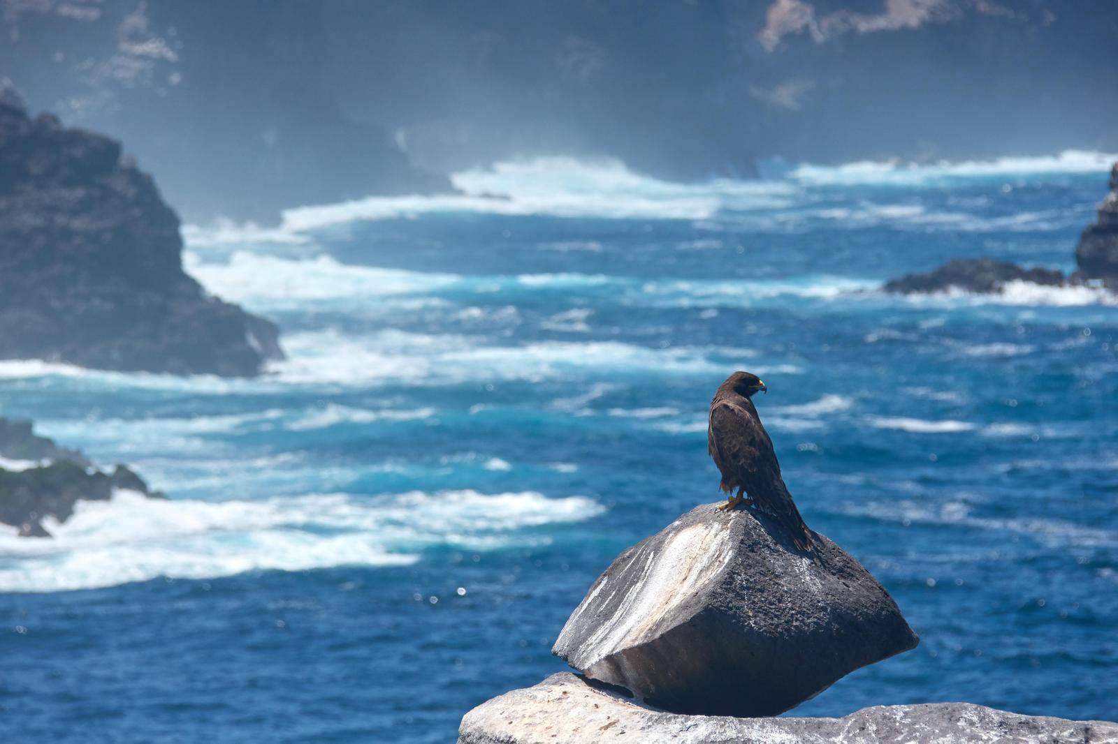 Galapagos Hawk Photo by Emilie Haynes
