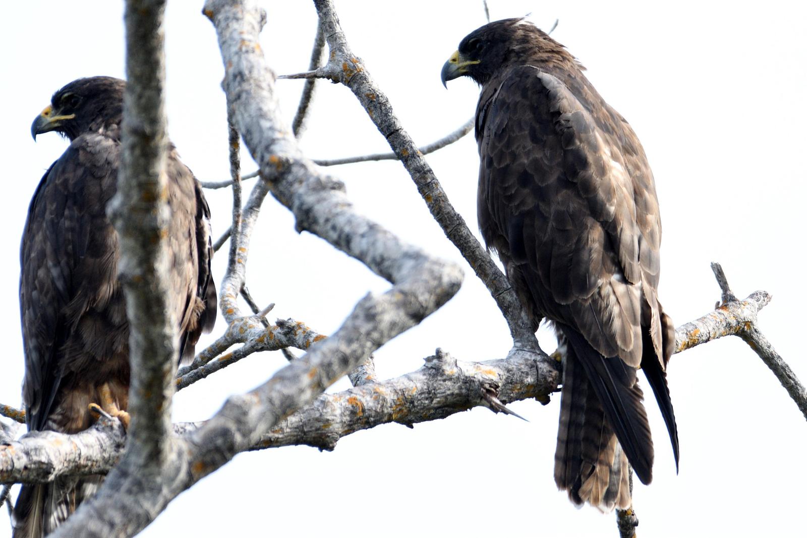Galapagos Hawk Photo by Ann Doty