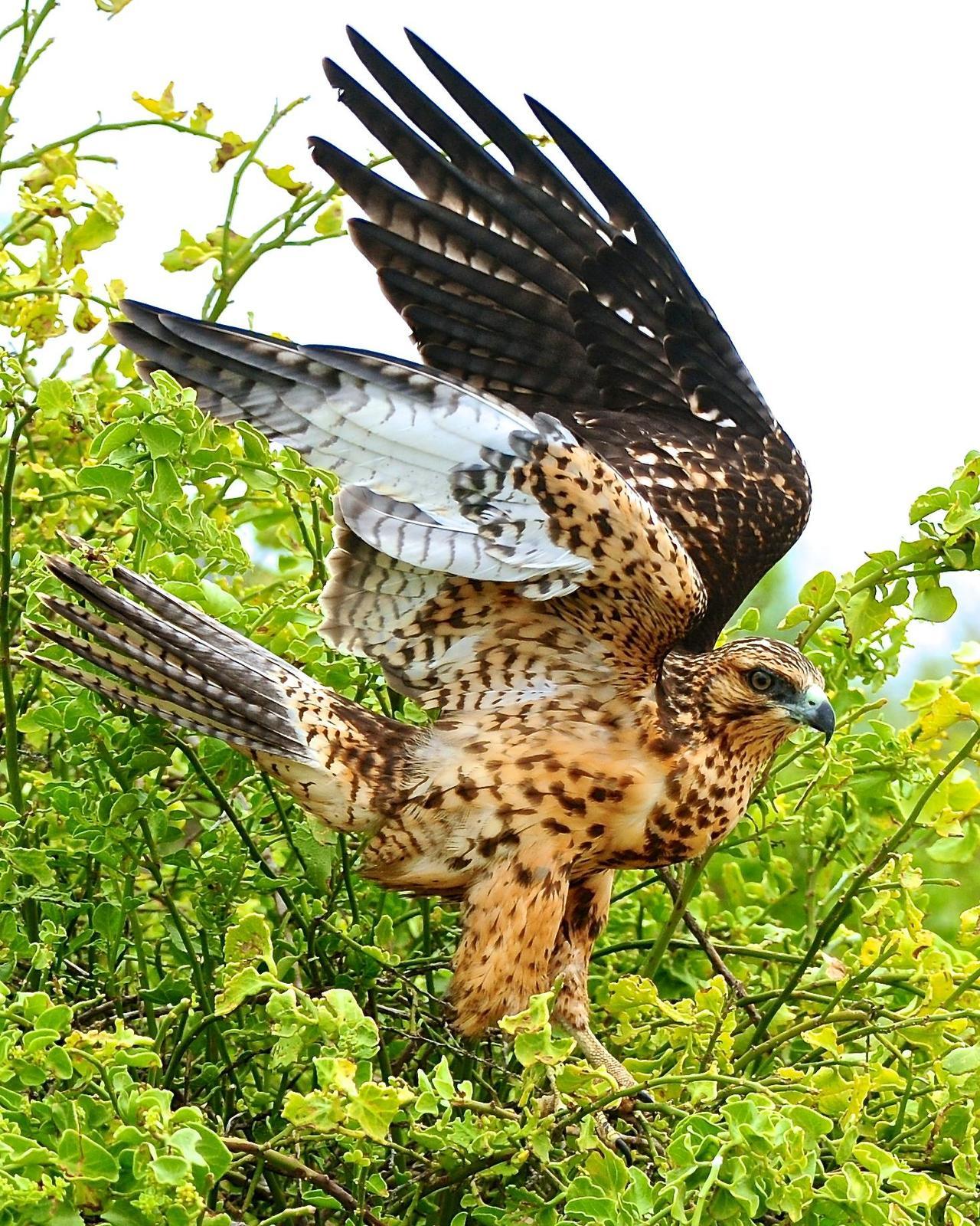 Galapagos Hawk Photo by Gerald Friesen