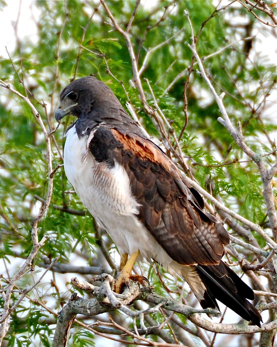 White-tailed Hawk Photo by Gerald Friesen