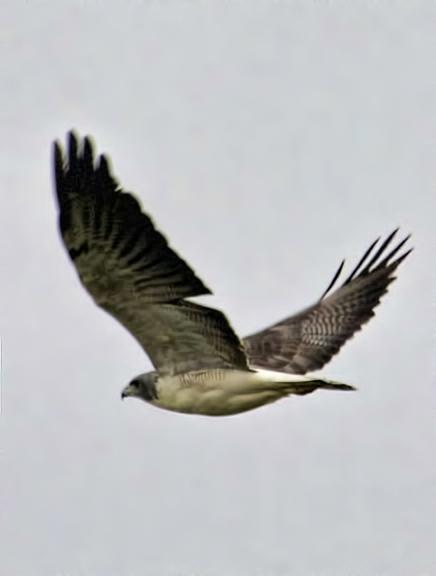 White-tailed Hawk Photo by Dan Tallman