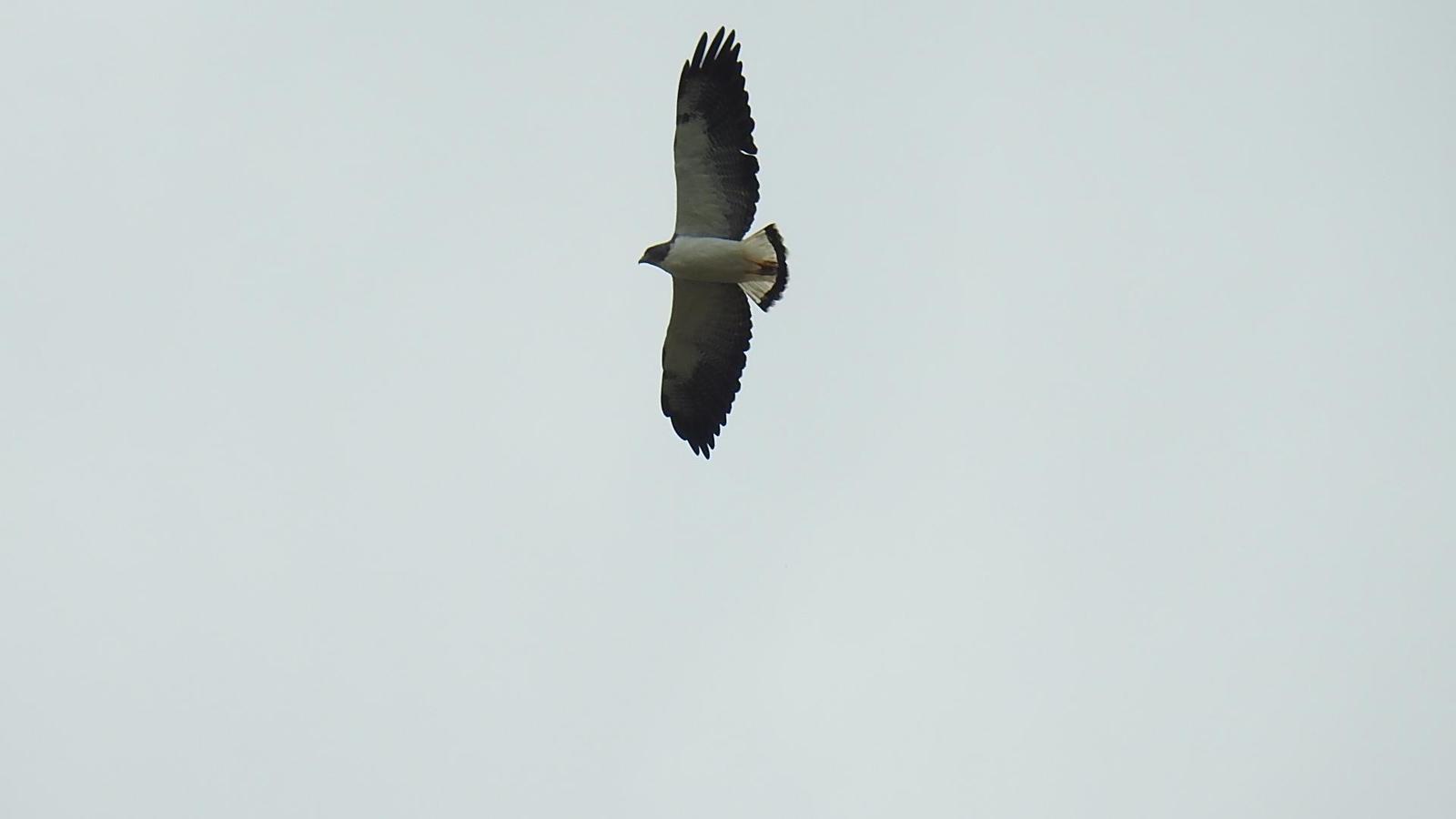 White-tailed Hawk Photo by Julio Delgado