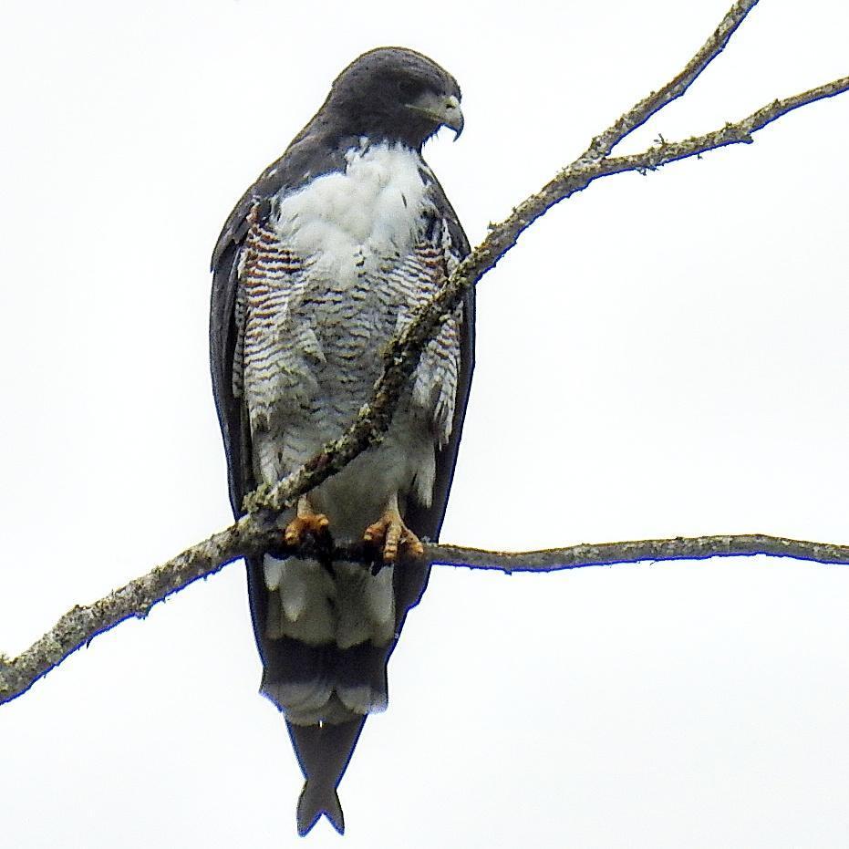 White-tailed Hawk Photo by Julio Delgado
