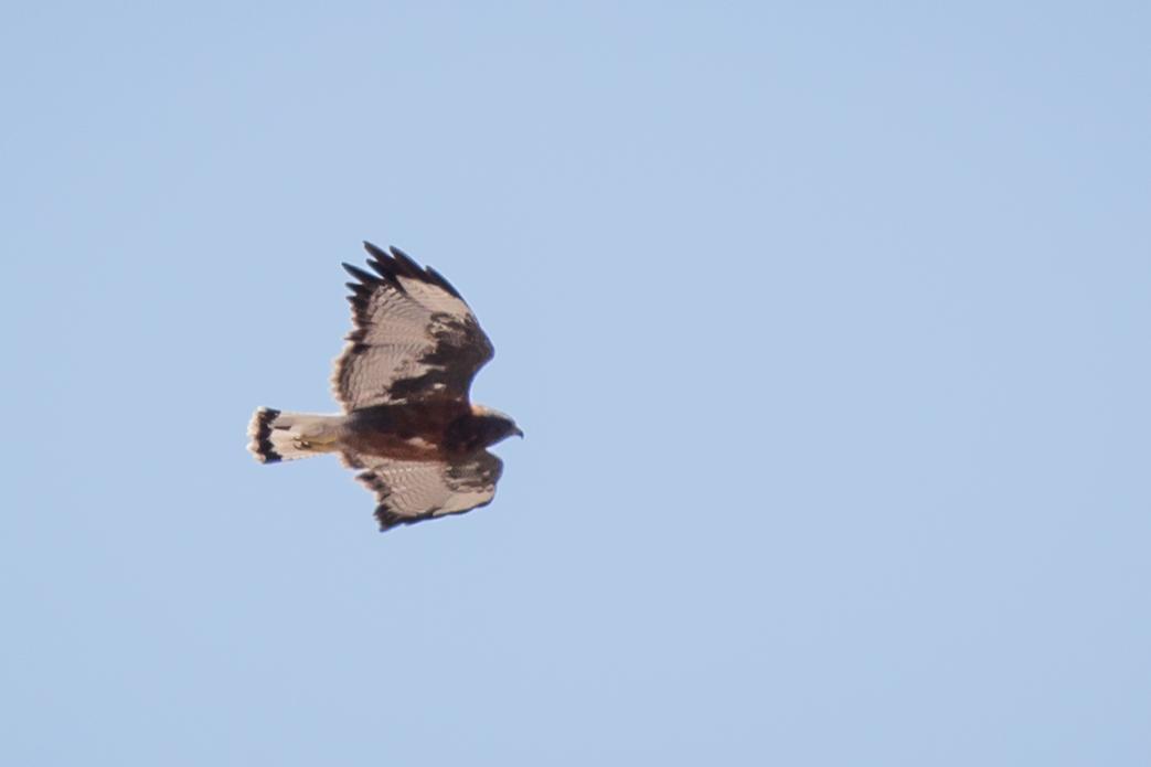 Variable Hawk Photo by David Harlow