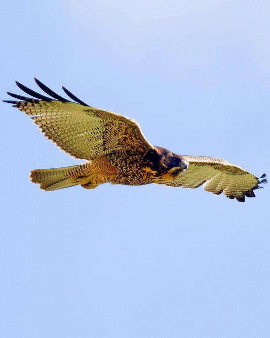 Variable Hawk Photo by Francesco Veronesi