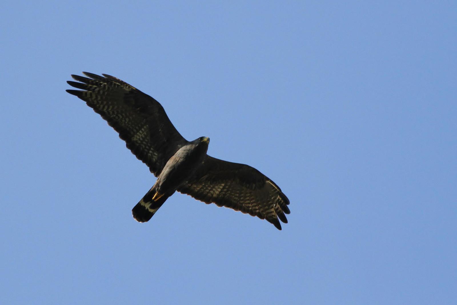Zone-tailed Hawk Photo by Alex Lamoreaux