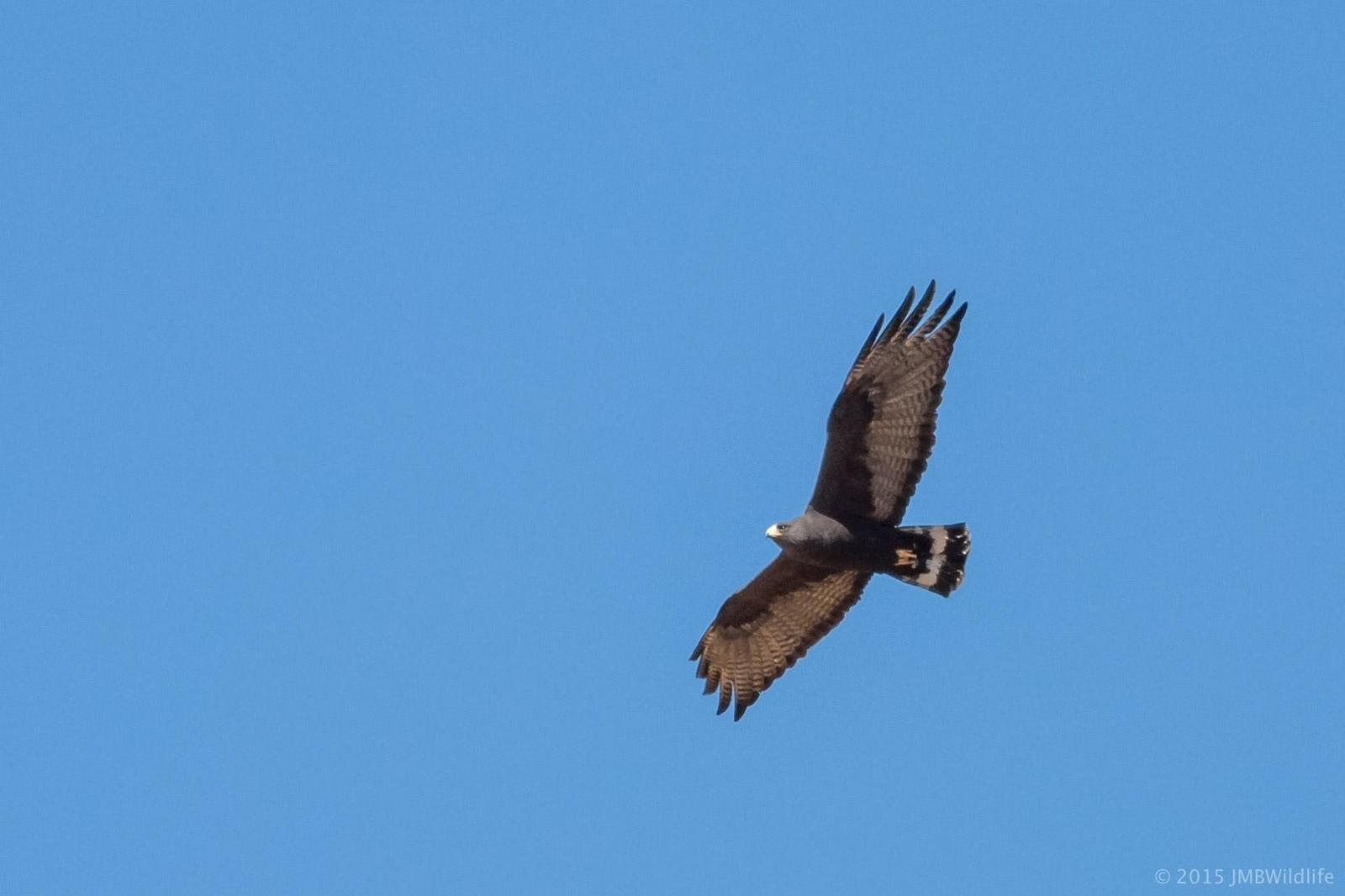 Zone-tailed Hawk Photo by Jeff Bray