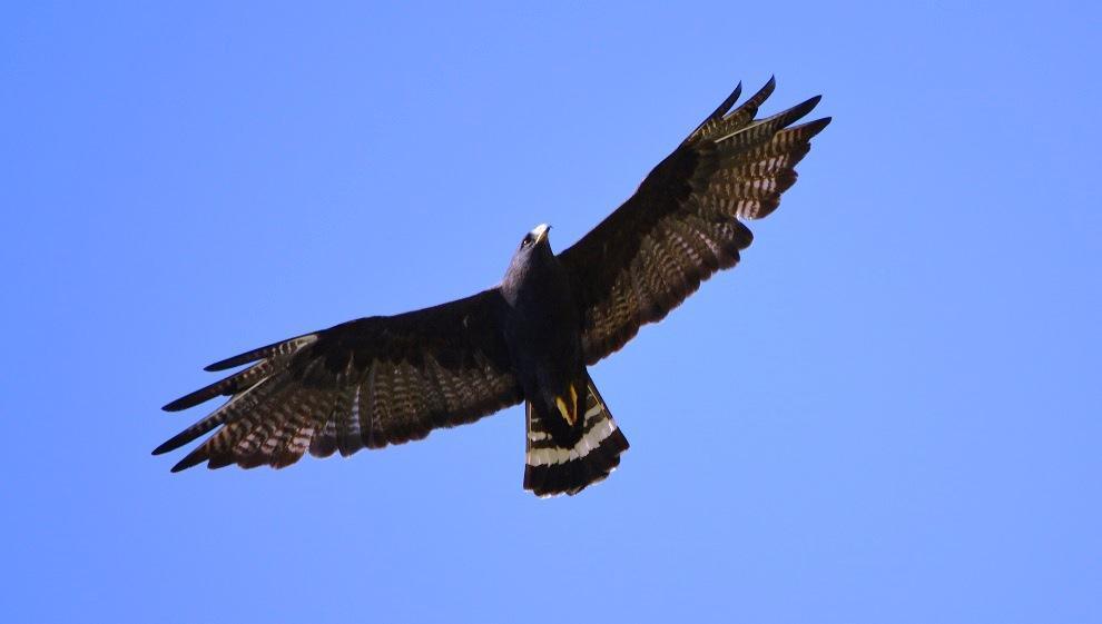 Zone-tailed Hawk Photo by Gustavo Fernandez