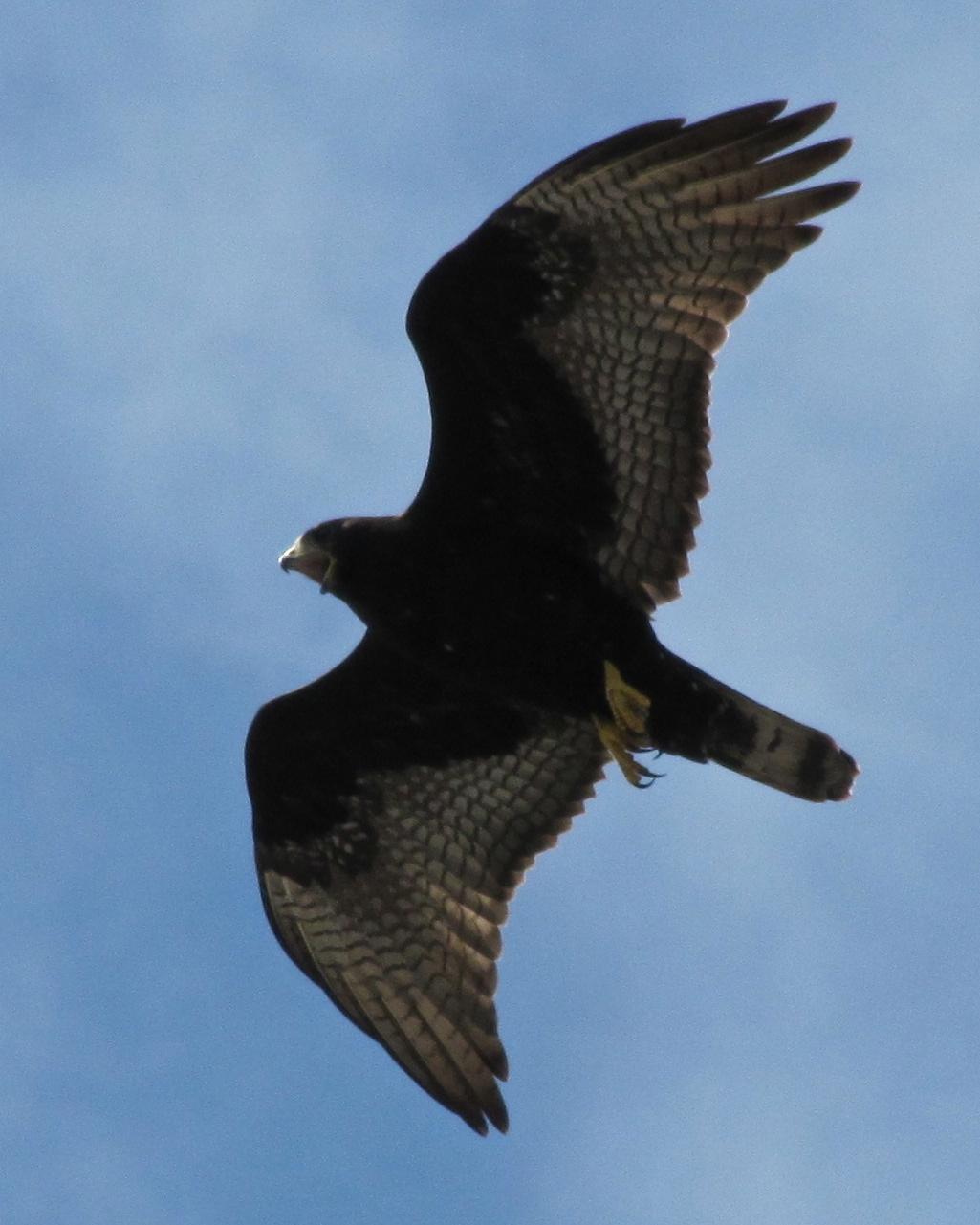 Zone-tailed Hawk Photo by John van Dort