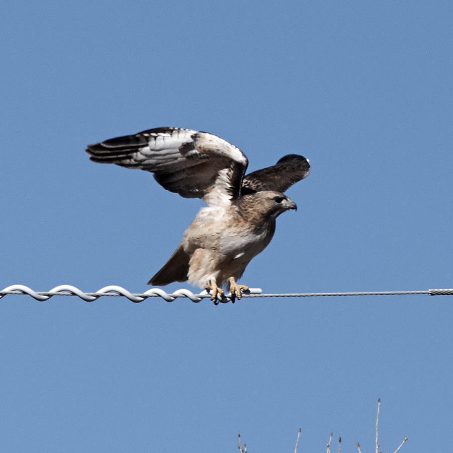 Red-tailed Hawk Photo by Eric Eisenstadt