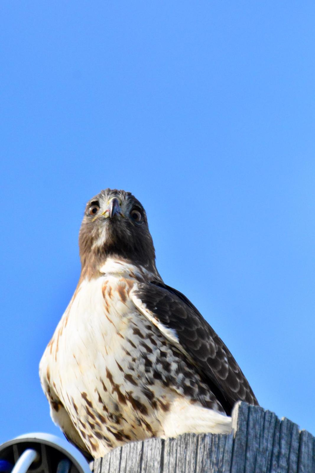 Red-tailed Hawk Photo by Linda Cote