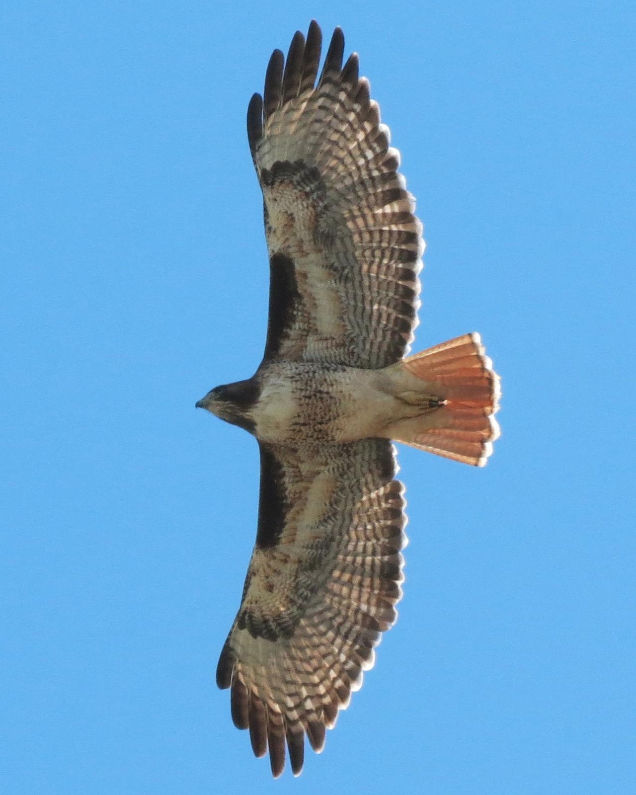 Red-tailed Hawk Photo by David Bell