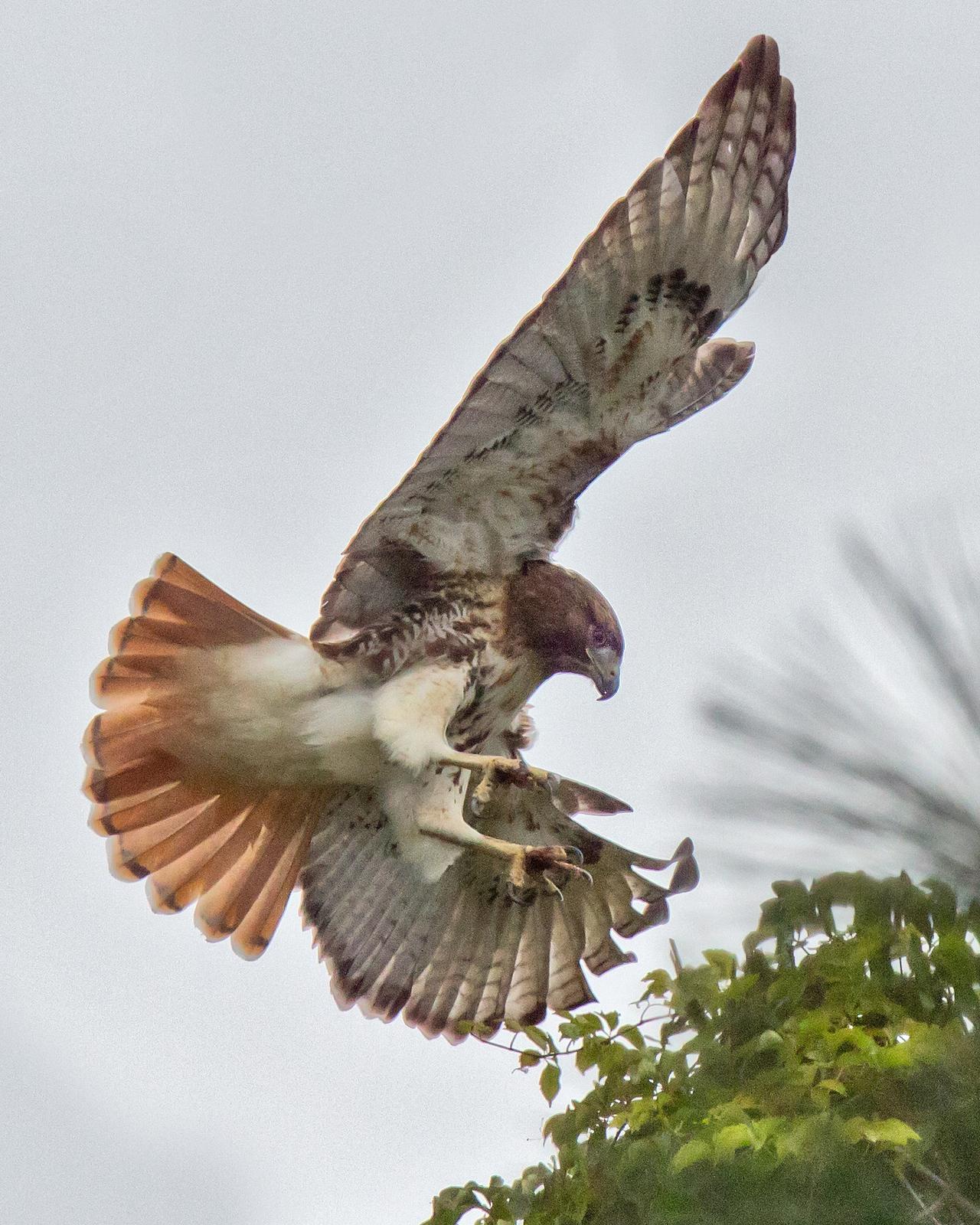 Red-tailed Hawk Photo by JC Knoll