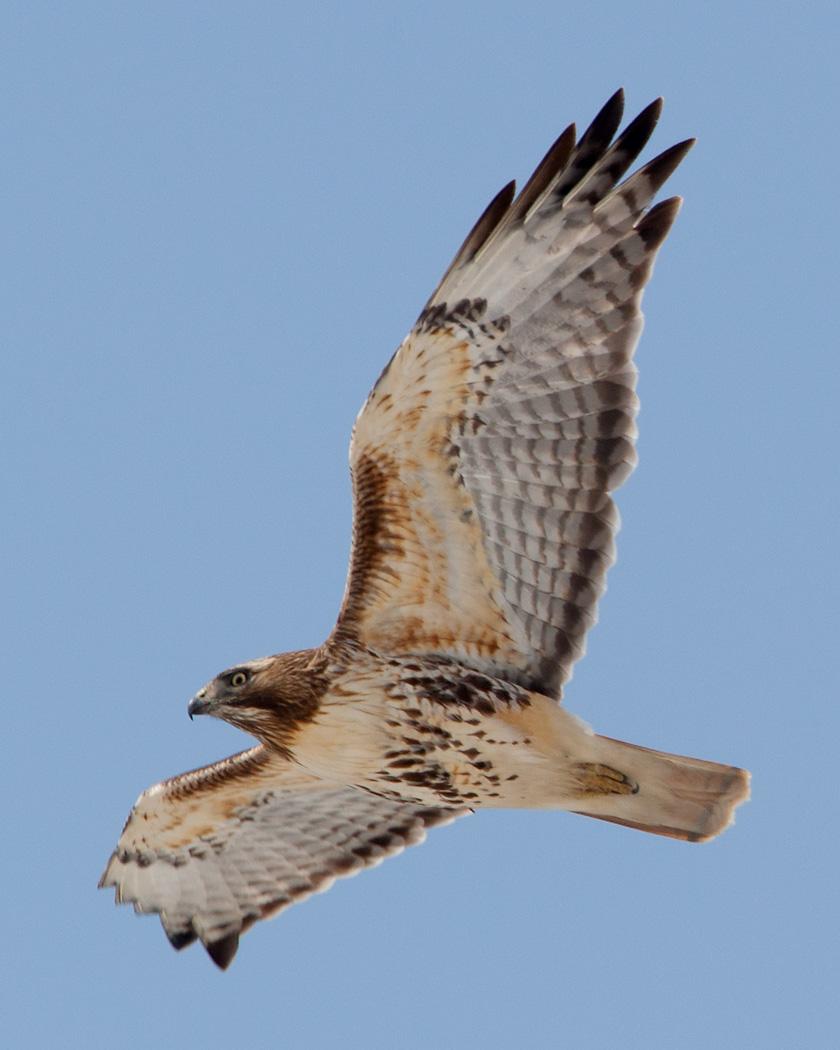 Red-tailed Hawk Photo by Josh Haas