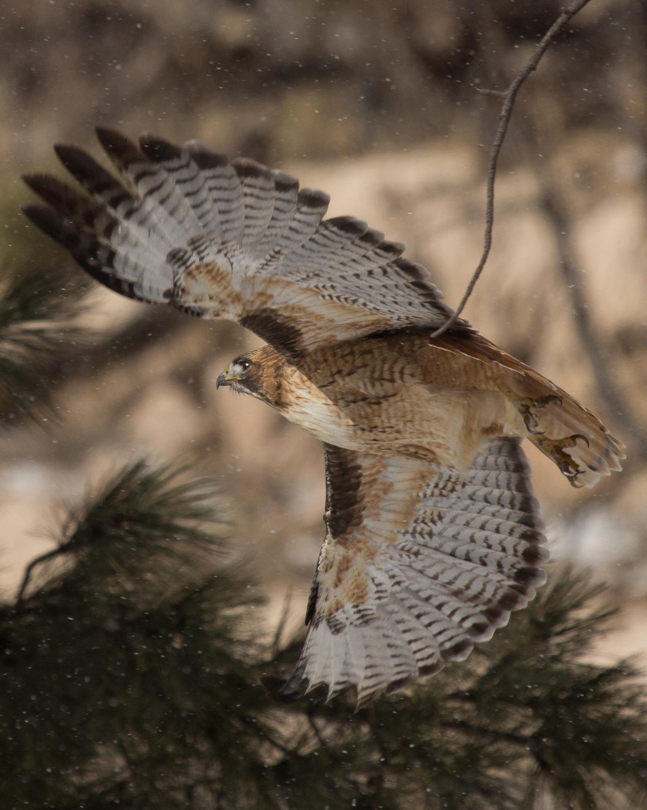 Red-tailed Hawk Photo by Anita Strawn de Ojeda