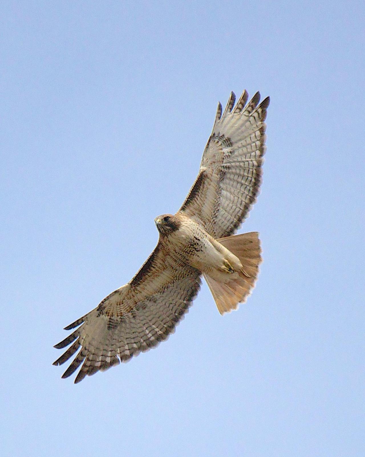 Red-tailed Hawk Photo by Marie-Helene Rivard