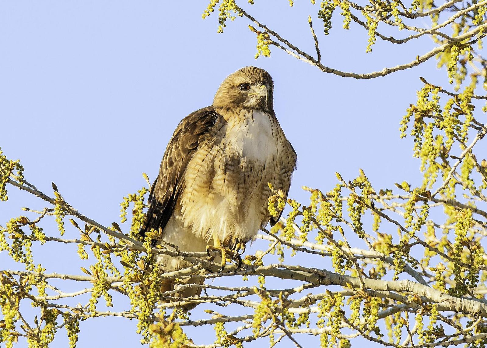 Red-tailed Hawk Photo by Mason Rose