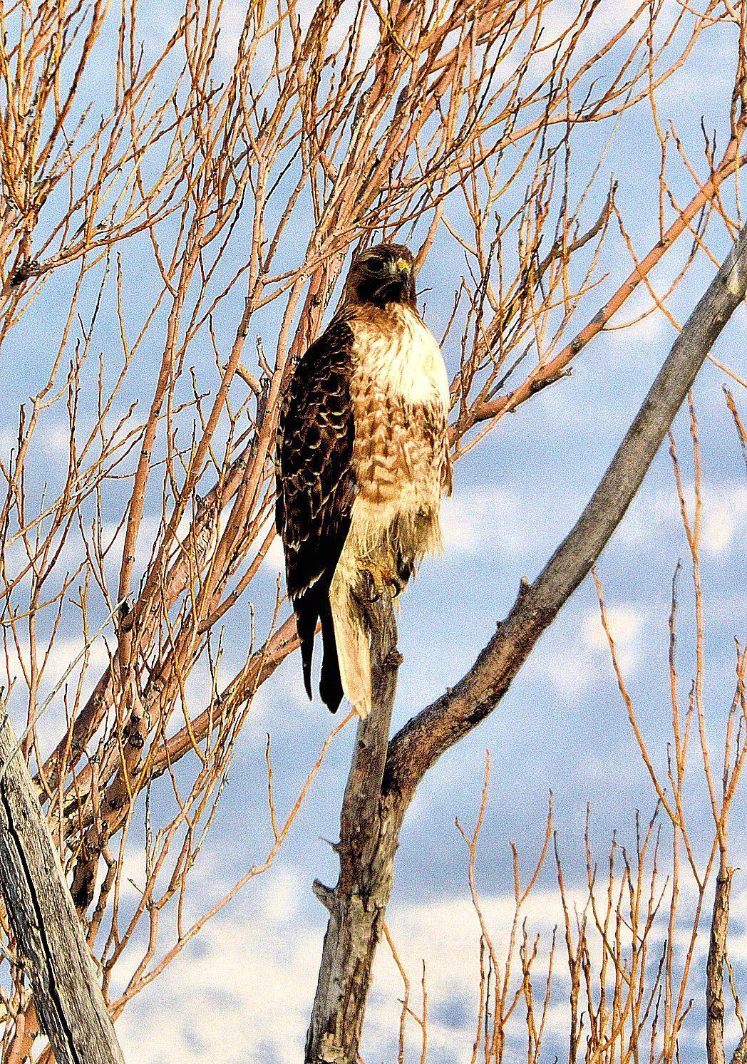 Red-tailed Hawk Photo by Jeannette Piecznski