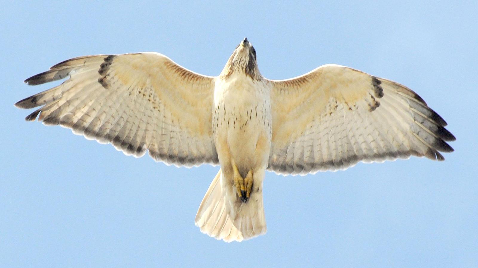 Red-tailed Hawk Photo by Mark Rozmarynowycz