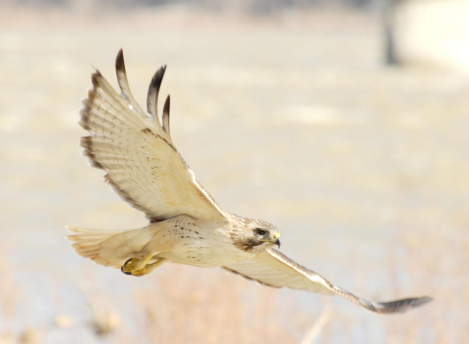 Red-tailed Hawk Photo by Mark Rozmarynowycz