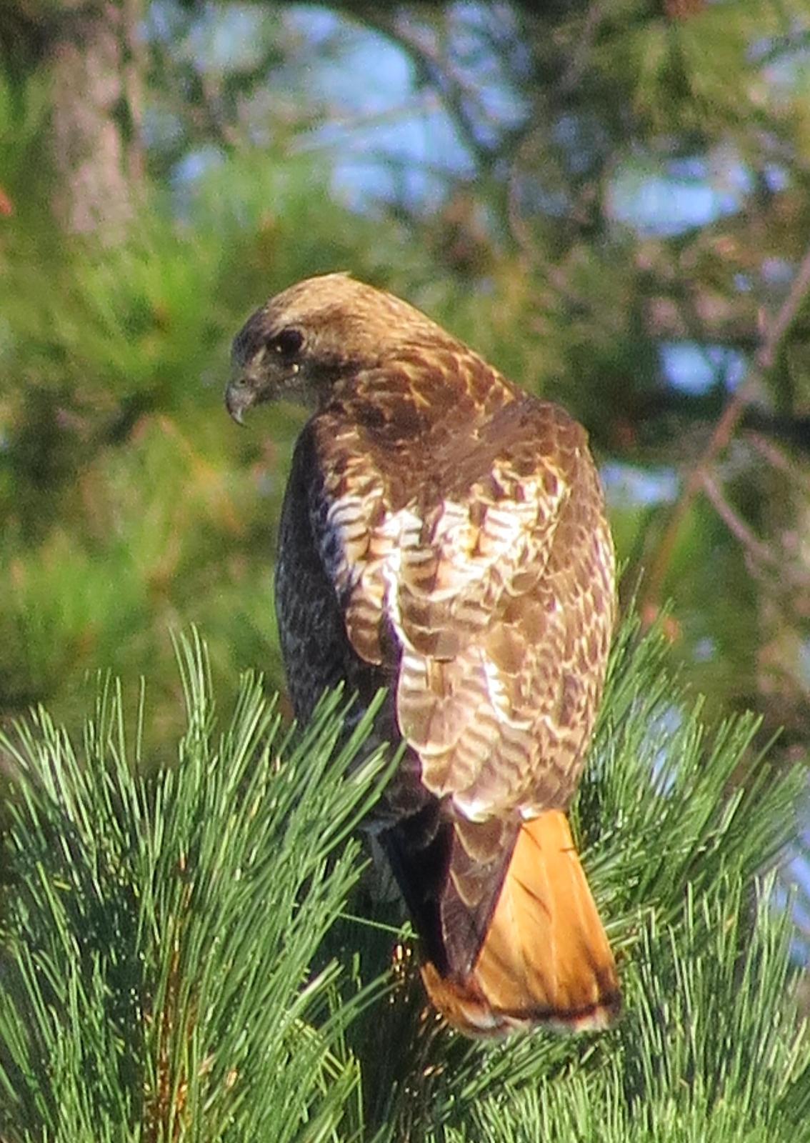 Red-tailed Hawk Photo by Kent Jensen