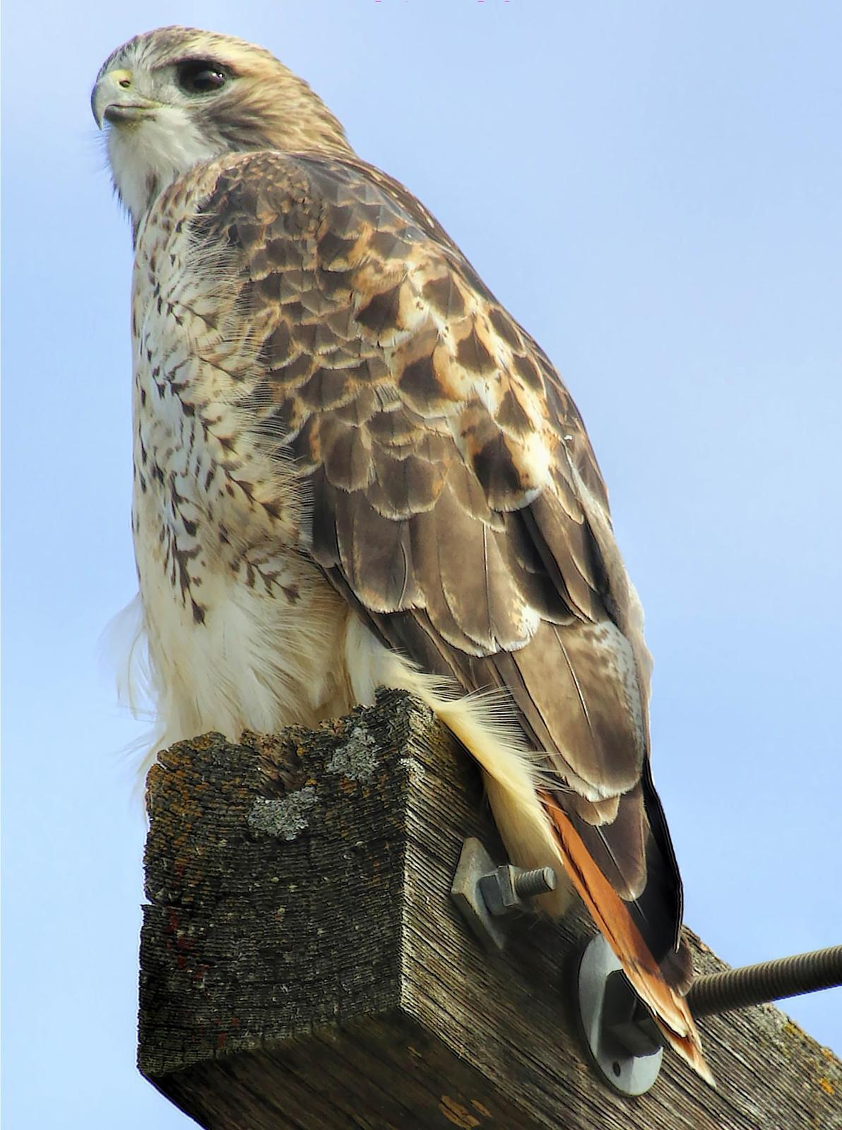 Red-tailed Hawk Photo by Dan Tallman