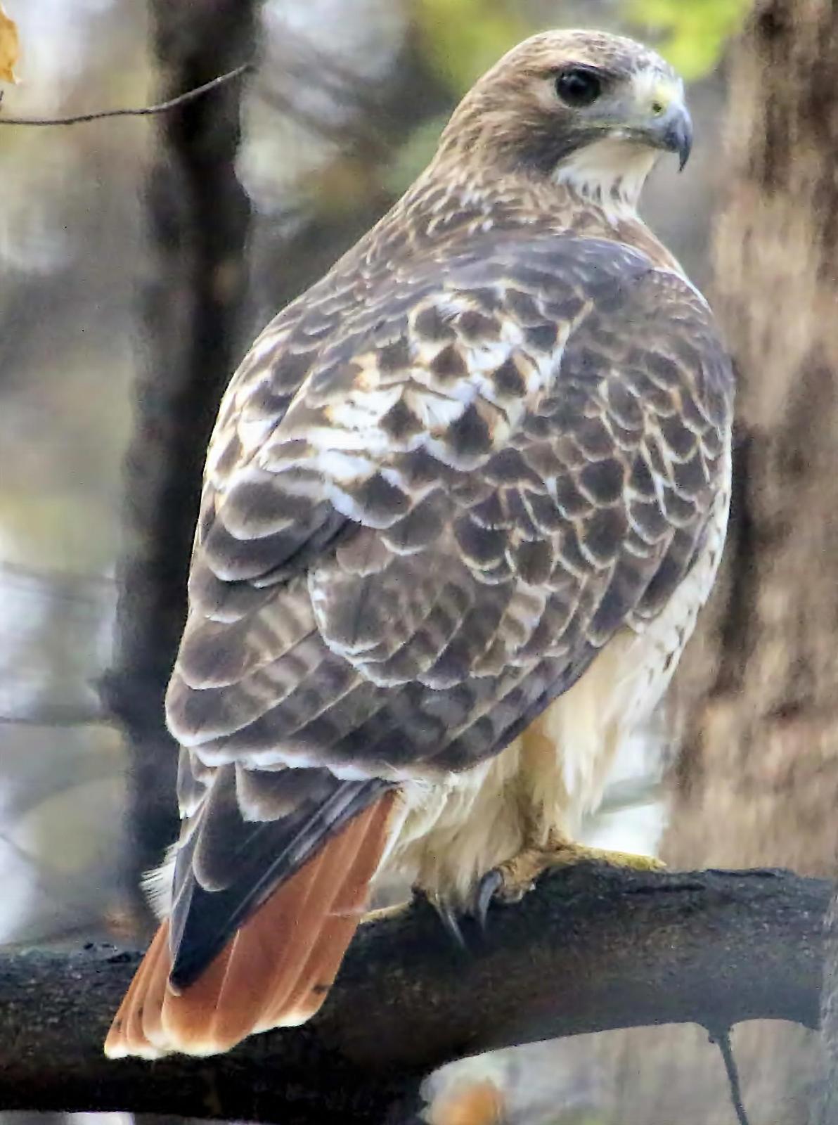 Red-tailed Hawk Photo by Dan Tallman