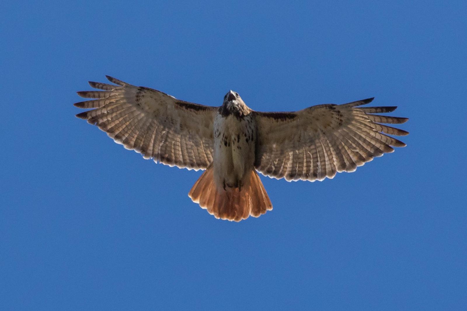 Red-tailed Hawk Photo by Terry Campbell