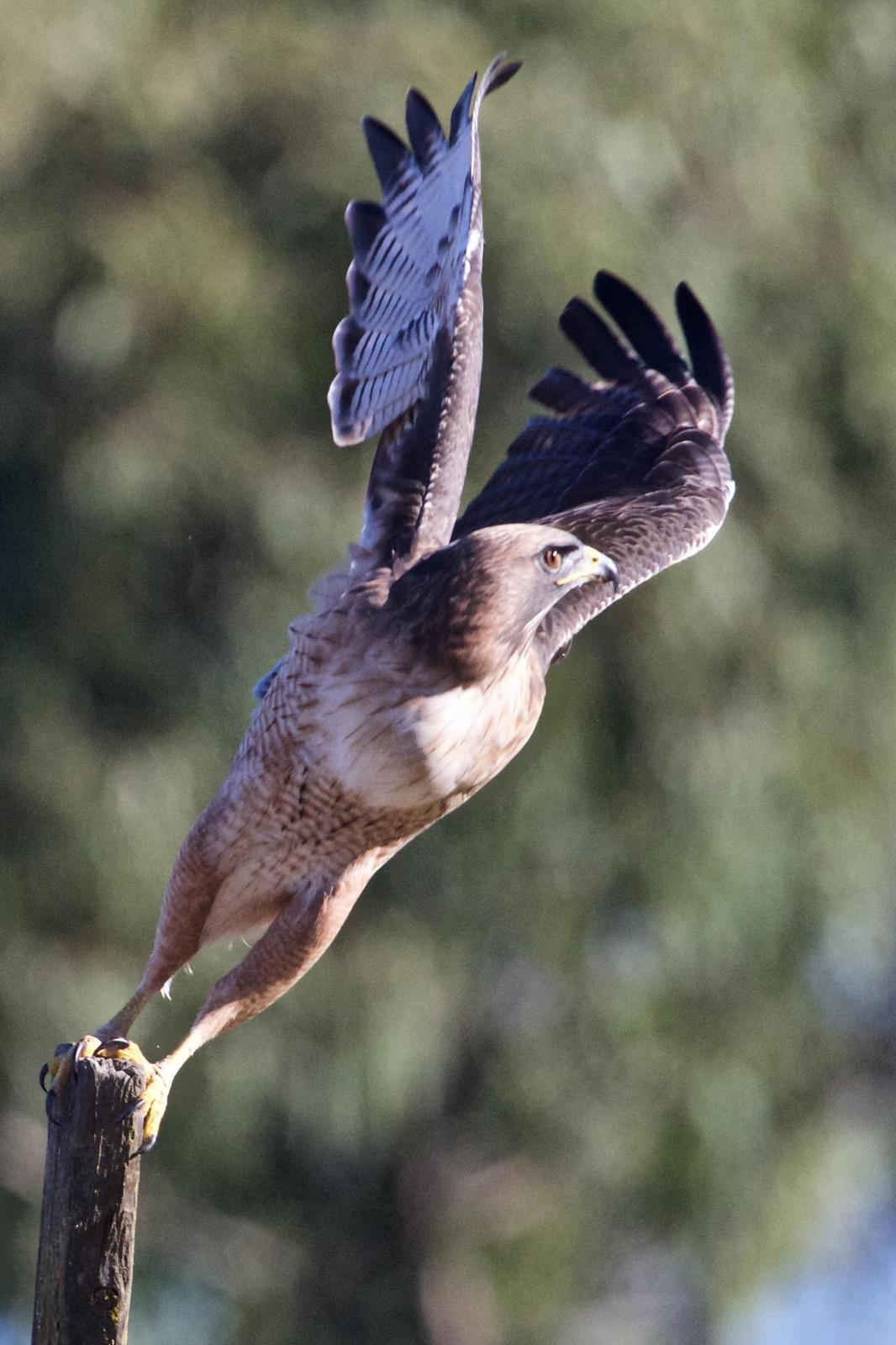Red-tailed Hawk Photo by Rob O'Donnell